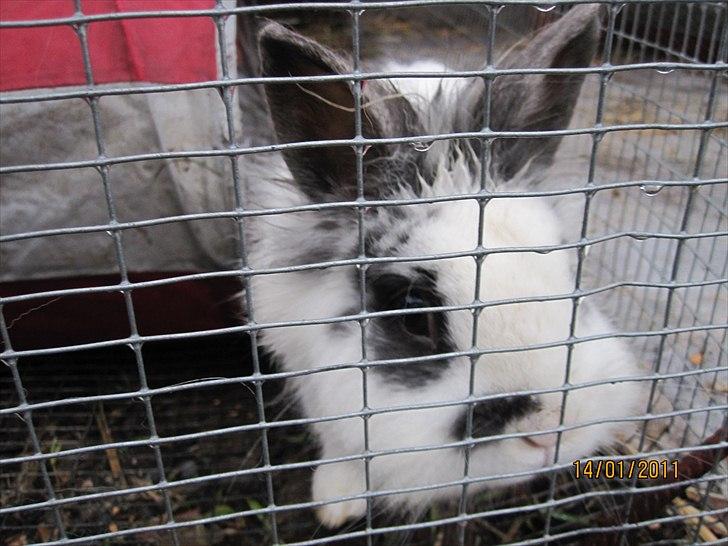 Mine tegninger, og min kanin xD - En af mine kaniner xD Nemmerlig Billyboy 8D billede 9