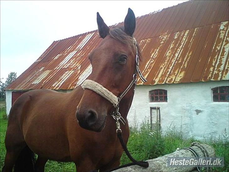 {{currentPhoto.altText}} billede {{currentPhoto.number}}