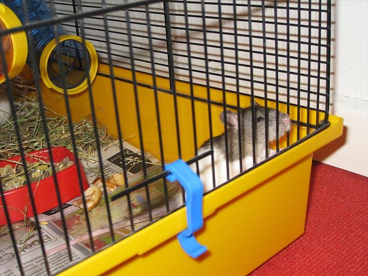 Mine nye rotteunger (: og diverse dyr. billede 1