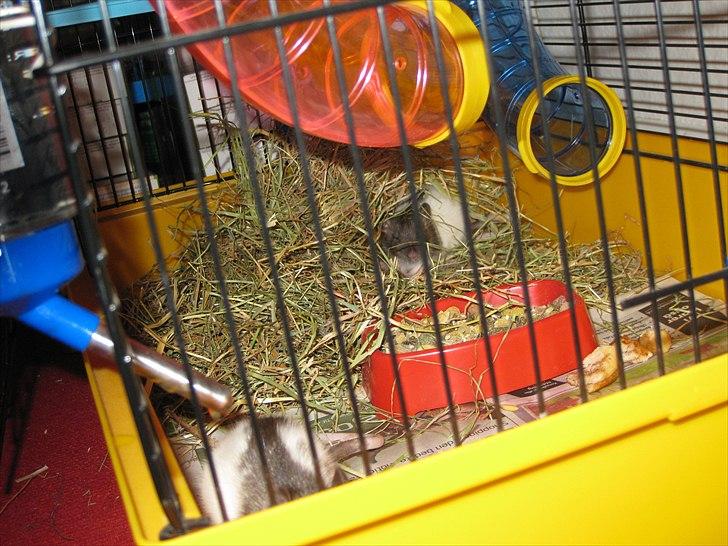 Mine nye rotteunger (: og diverse dyr. billede 2