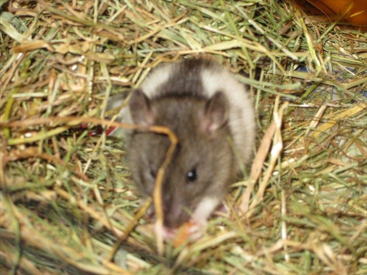 Mine nye rotteunger (: og diverse dyr. billede 4