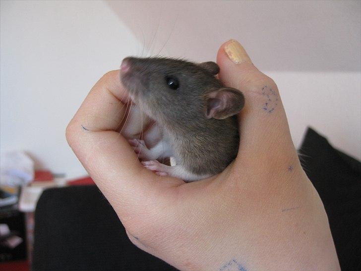 Mine nye rotteunger (: og diverse dyr. billede 6