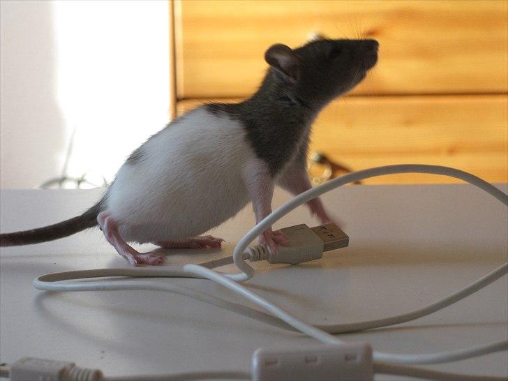 Mine nye rotteunger (: og diverse dyr. billede 7