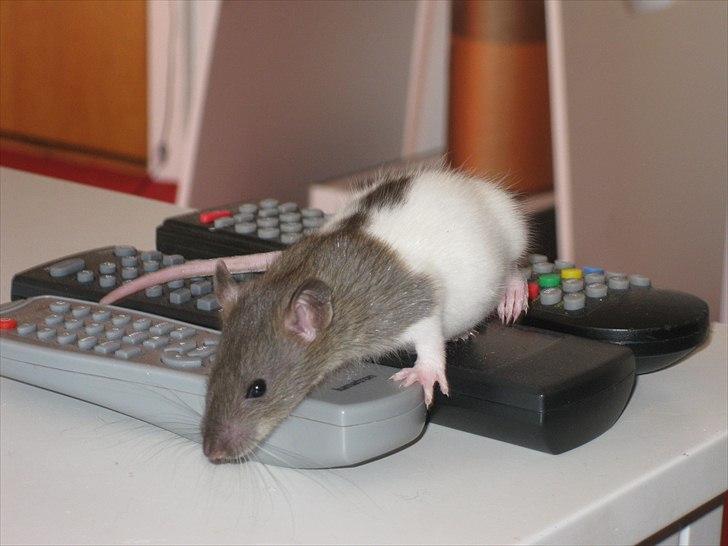 Mine nye rotteunger (: og diverse dyr. billede 8