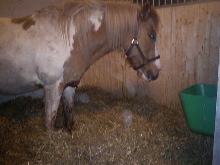 {{currentPhoto.altText}} billede {{currentPhoto.number}}