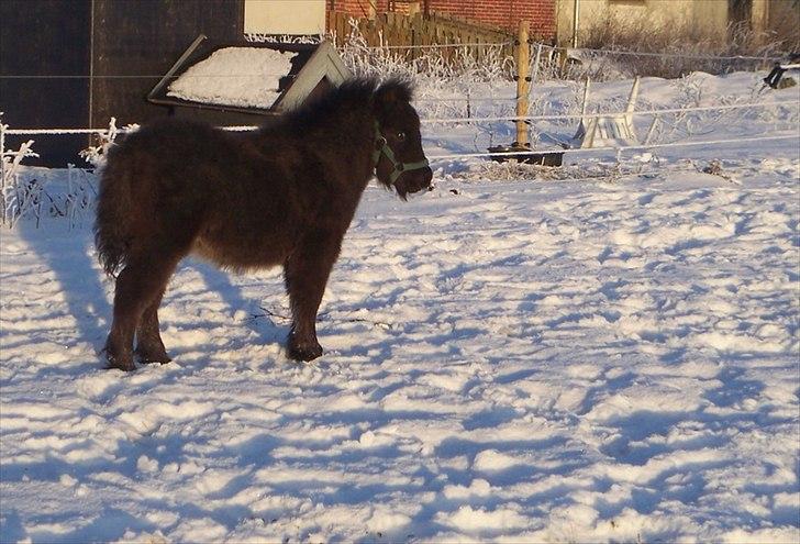 Tidligere heste,føl og ponyer - Ejstrups Mirakel solgt til Charlotte Malle :) Stort tillykke med hende Malle :) billede 20