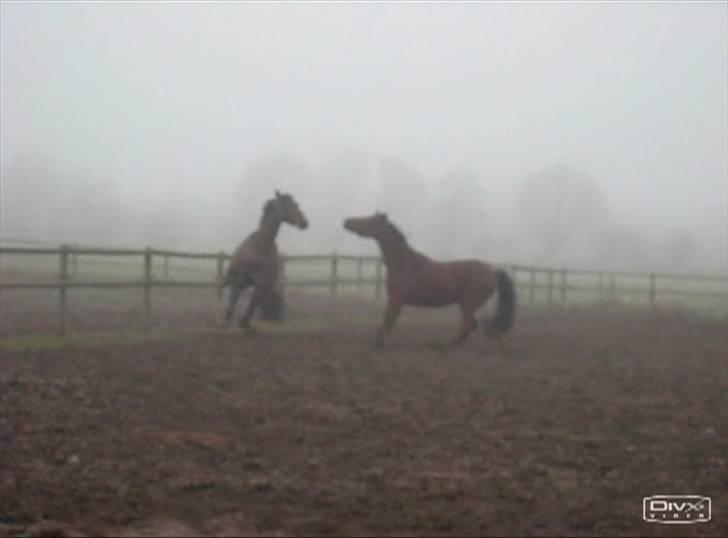  Min tid med Bansam <3 - Smukke bansam
kolding teknisk skole
dyrepasser linje med heste ;D billede 40