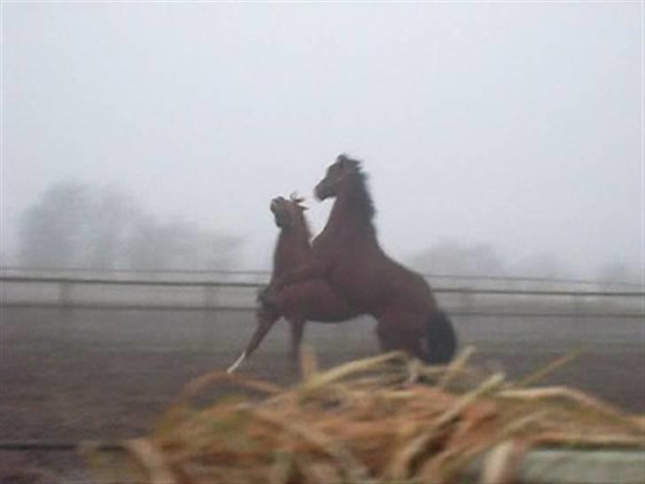  Min tid med Bansam <3 - Smukke bansam
kolding teknisk skole
dyrepasser linje med heste ;D billede 45