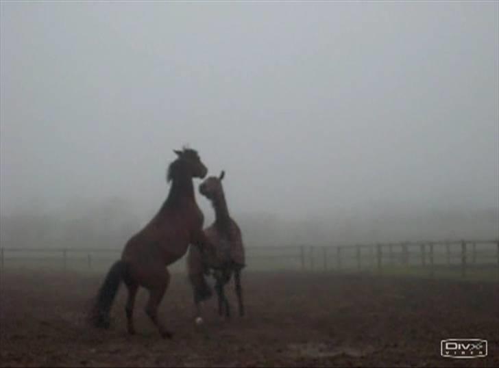  Min tid med Bansam <3 - Smukke bansam
kolding teknisk skole
dyrepasser linje med heste ;D billede 47