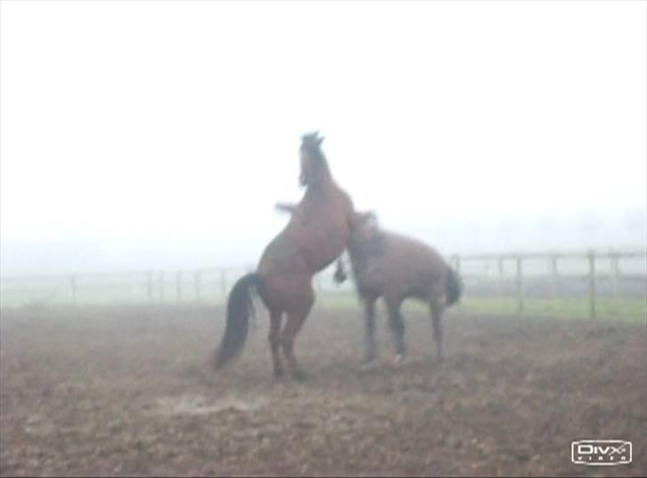  Min tid med Bansam <3 - Smukke bansam
kolding teknisk skole
dyrepasser linje med heste ;D billede 48