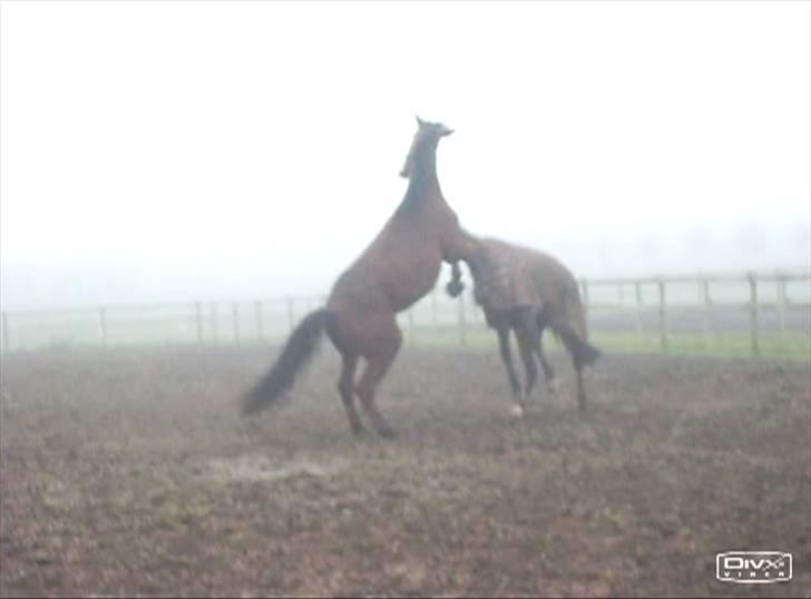  Min tid med Bansam <3 - Smukke bansam
kolding teknisk skole
dyrepasser linje med heste ;D billede 49