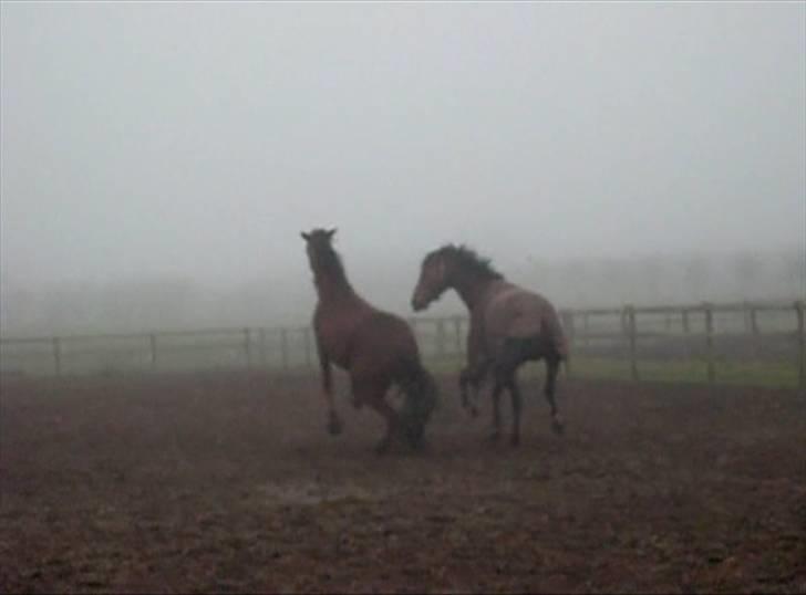  Min tid med Bansam <3 - Smukke bansam
kolding teknisk skole
dyrepasser linje med heste ;D billede 51