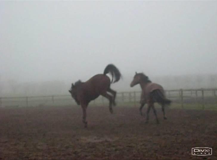  Min tid med Bansam <3 - Smukke bansam
kolding teknisk skole
dyrepasser linje med heste ;D billede 53