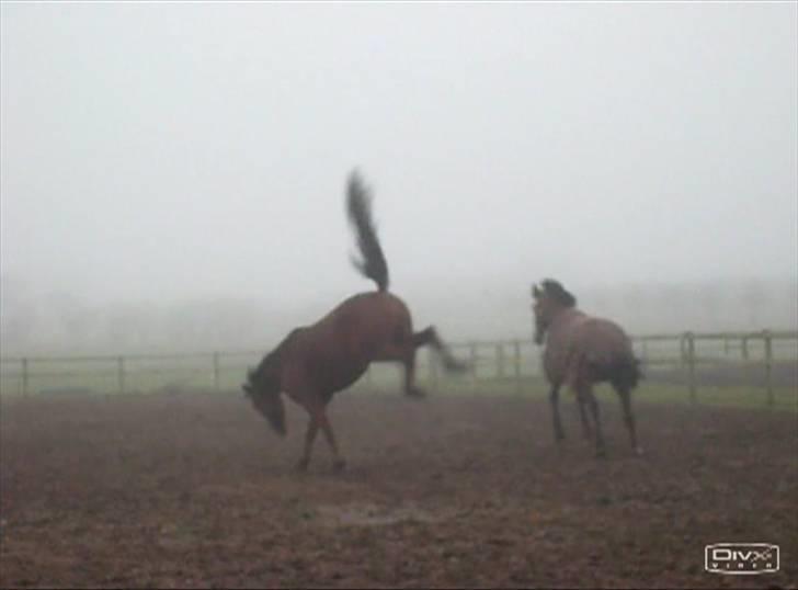  Min tid med Bansam <3 - Smukke bansam
kolding teknisk skole
dyrepasser linje med heste ;D billede 54