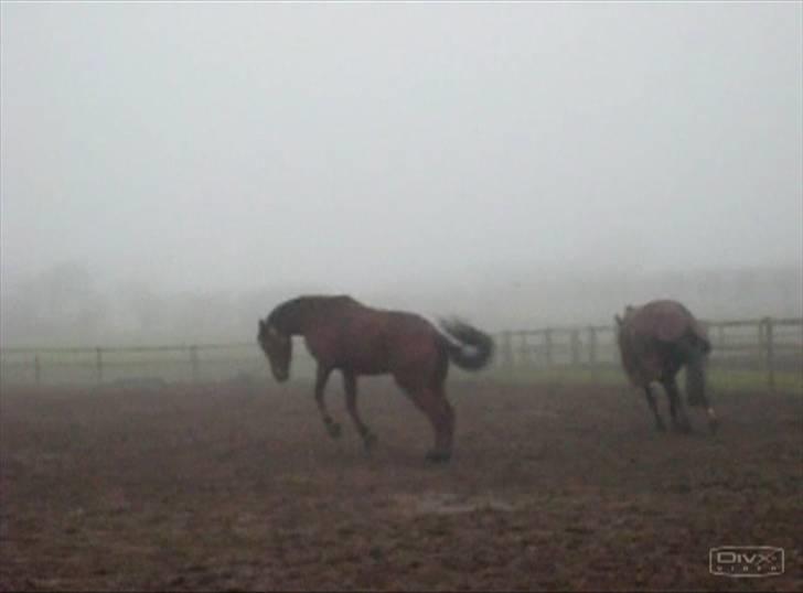  Min tid med Bansam <3 - Smukke bansam
kolding teknisk skole
dyrepasser linje med heste ;D billede 55