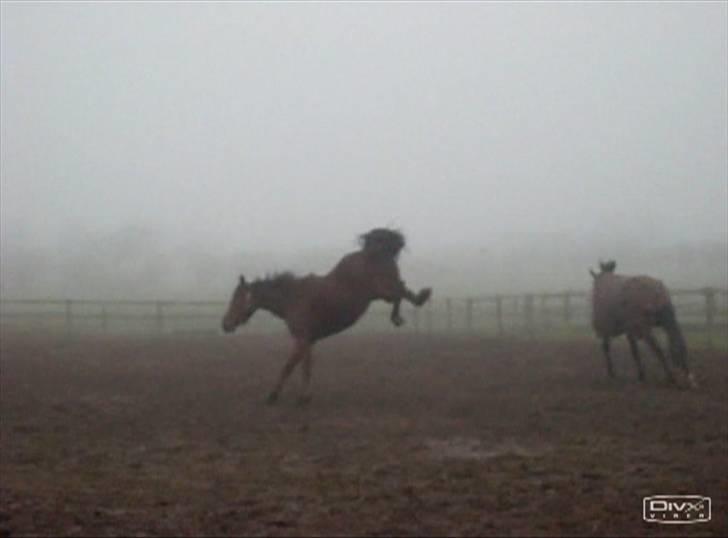  Min tid med Bansam <3 - Smukke bansam
kolding teknisk skole
dyrepasser linje med heste ;D billede 56