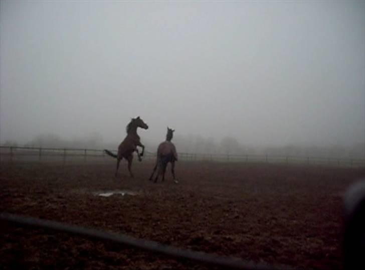  Min tid med Bansam <3 - Smukke bansam
kolding teknisk skole
dyrepasser linje med heste ;D billede 57