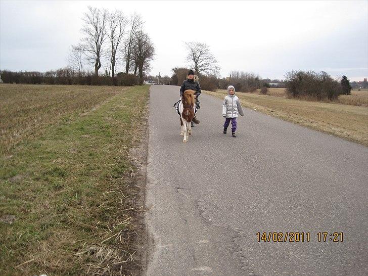 Lille pony med seletøj billede 1