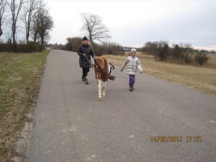 Lille pony med seletøj billede 2