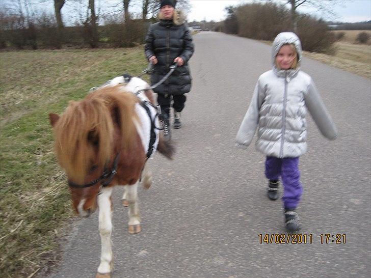 Lille pony med seletøj billede 3