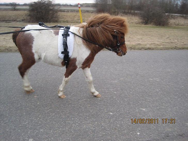 Lille pony med seletøj billede 4