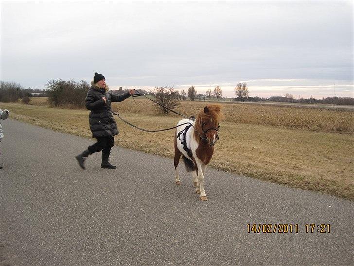 Lille pony med seletøj billede 5