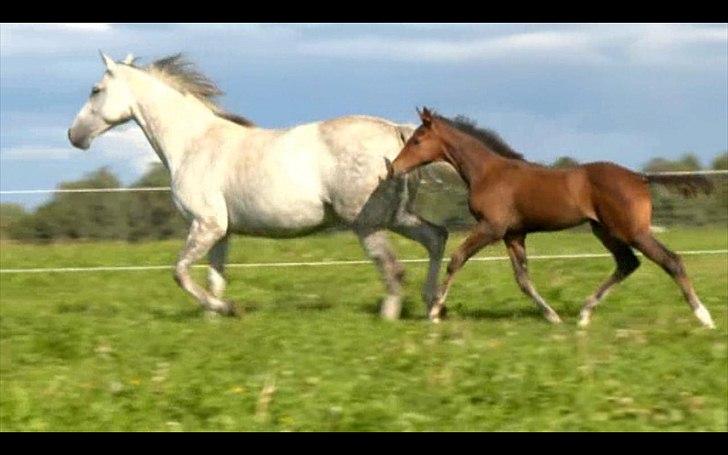 Dyrenes helte - quantico billede 1