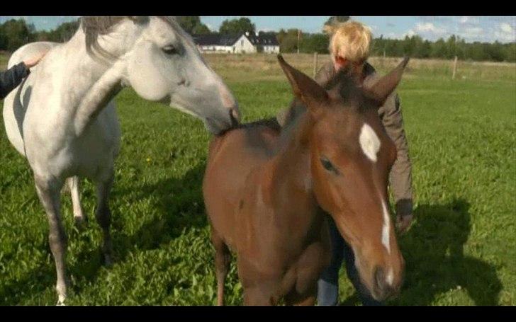 Dyrenes helte - quantico billede 3