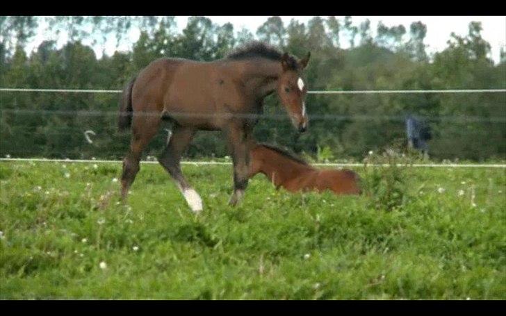 Dyrenes helte - quantico billede 5