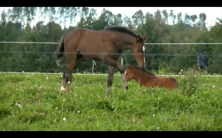 Dyrenes helte - quantico billede 6