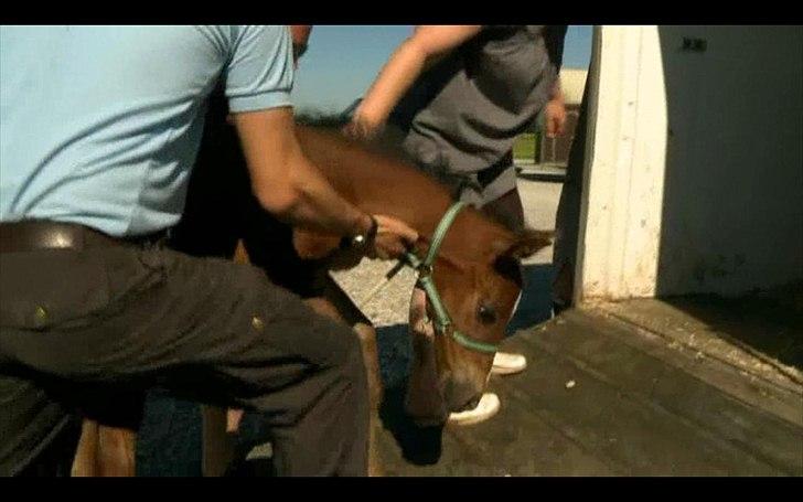 Dyrenes helte - quantico billede 7