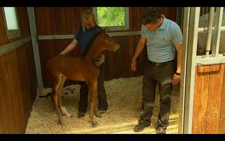 Dyrenes helte - quantico billede 8