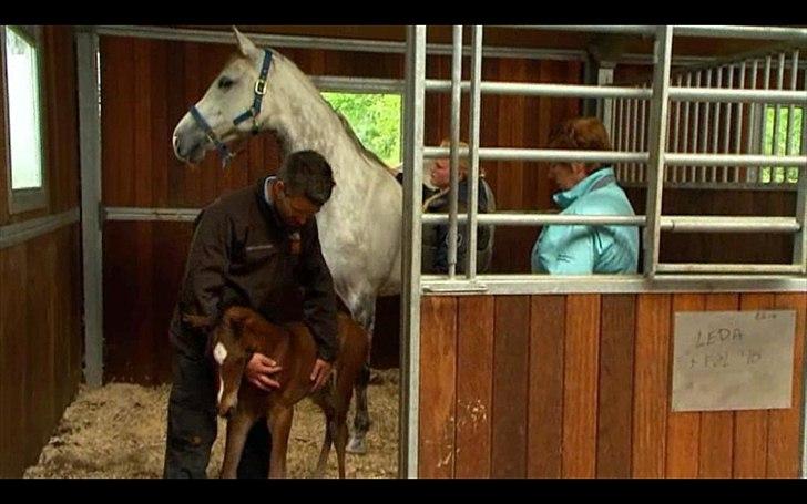 Dyrenes helte - quantico billede 10