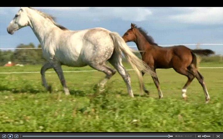 Dyrenes helte - quantico billede 12