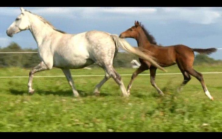 Dyrenes helte - quantico billede 14