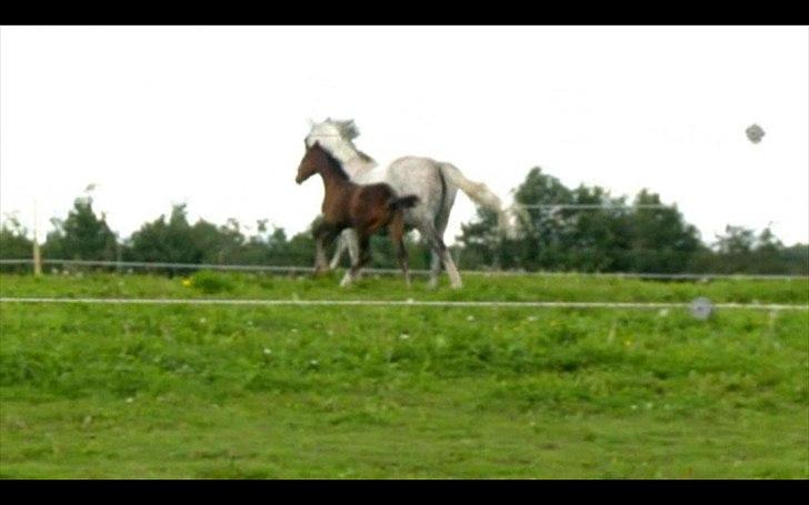 Dyrenes helte - quantico billede 15