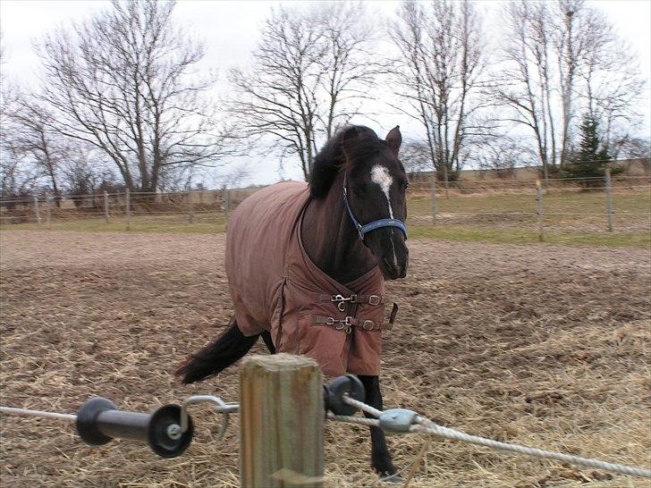 Vild kamille - Min stjerne billede 2