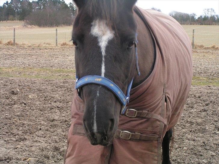 Vild kamille billede 3