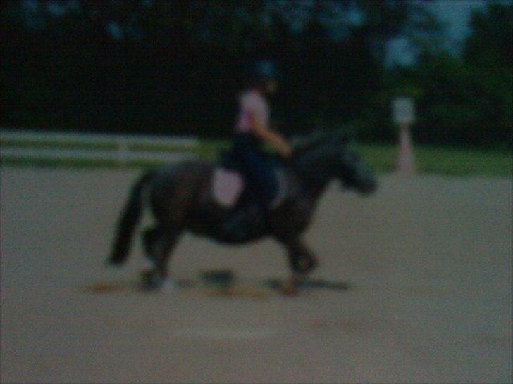 Min første pony Beetoven - Til stævne billede 5