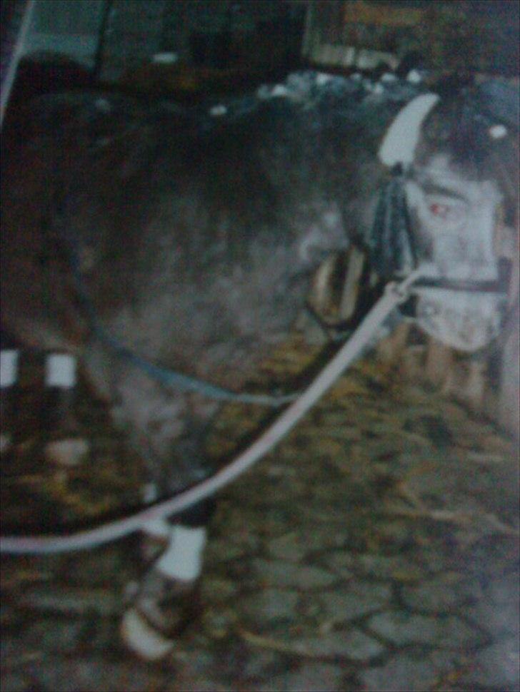 Min første pony Beetoven - Inden stævne billede 7