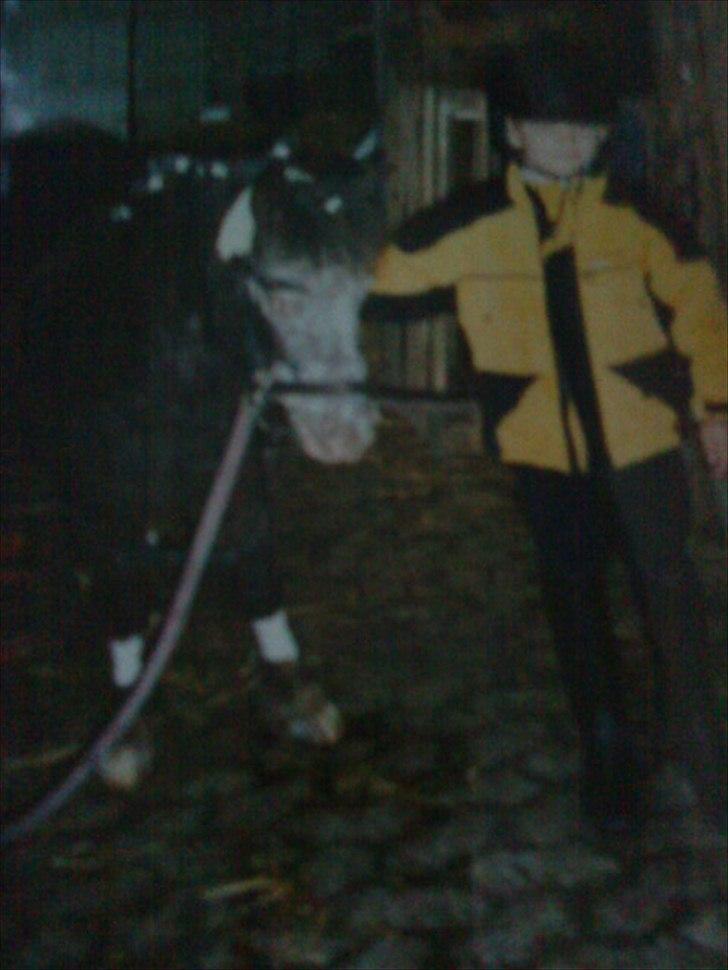 Min første pony Beetoven billede 8