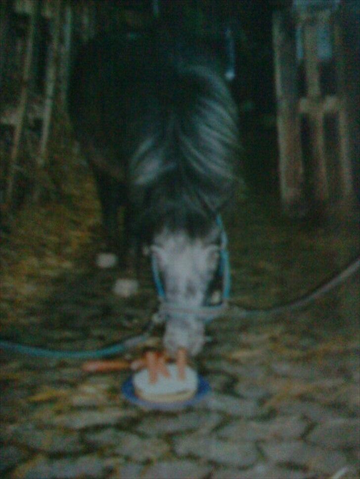 Min første pony Beetoven - Han fødselsdag :D billede 9