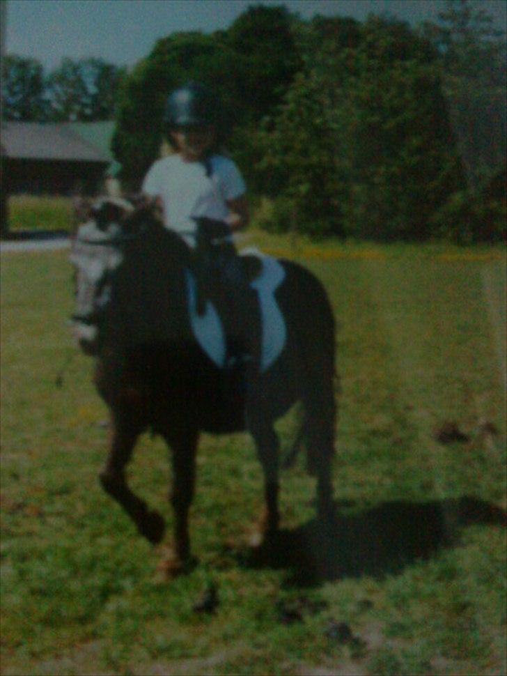 Min første pony Beetoven billede 15