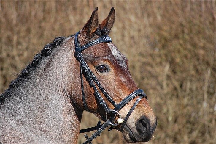 Klub Cup, Dalumgård Rideklub billede 15