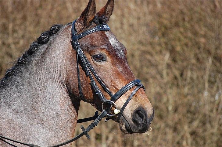 Klub Cup, Dalumgård Rideklub billede 16