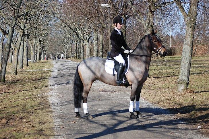 Klub Cup, Dalumgård Rideklub billede 20