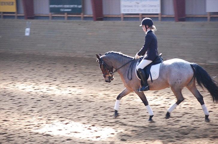 Klub Cup, Dalumgård Rideklub billede 9