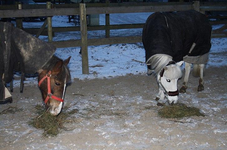 Lysthøjgård<3 billede 2