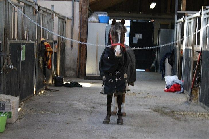 Lysthøjgård<3 billede 4