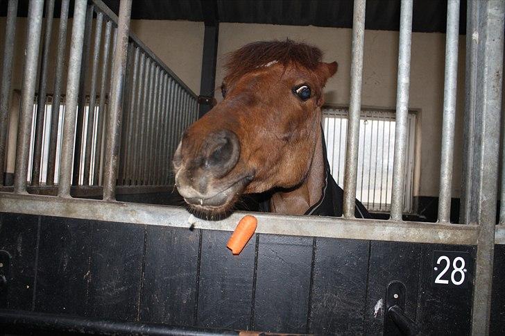 Lysthøjgård<3 billede 10